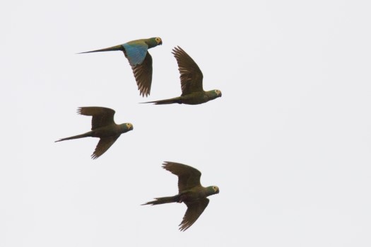 Red-bellied Macaws in Cuyabeno Reserve